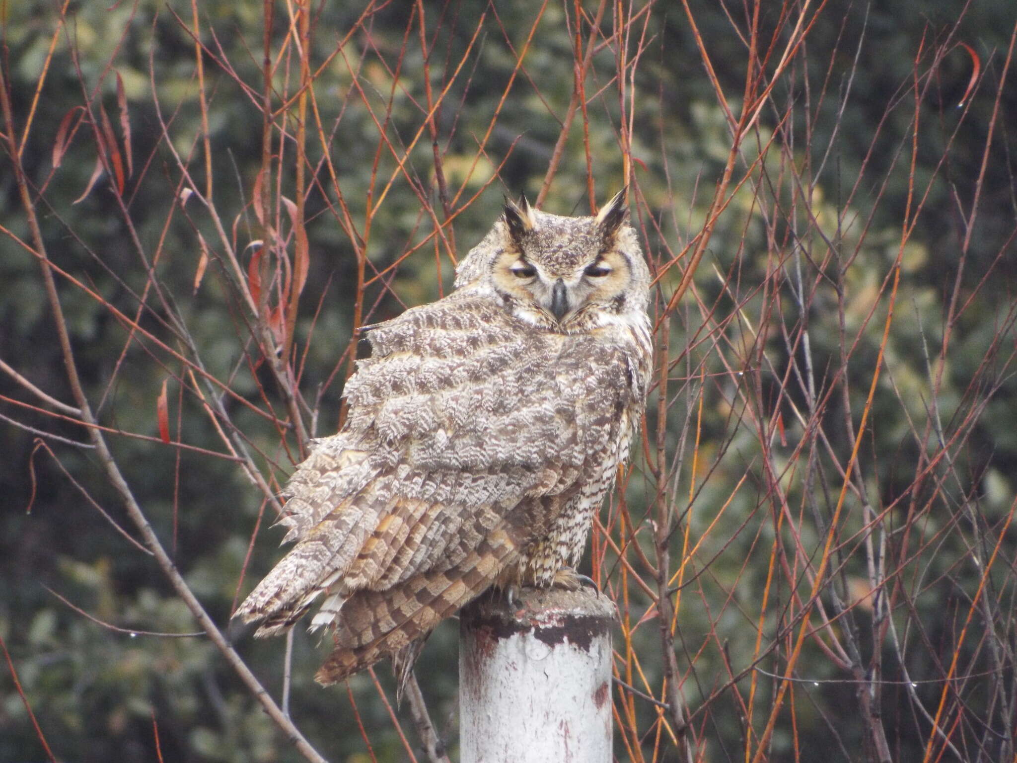 Image of Eagle-owls