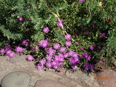 Image of Delosperma lavisiae L. Bol.