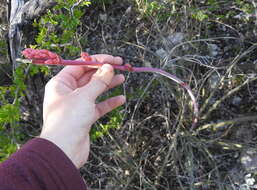 Image of redflower false yucca