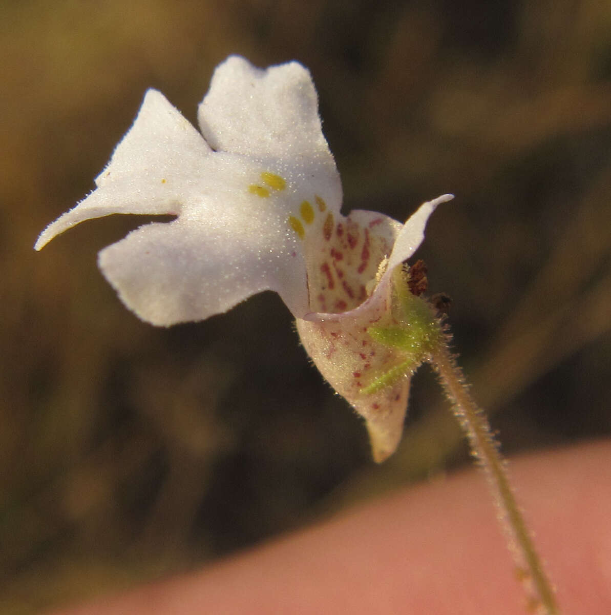 Diclis petiolaris Benth. resmi