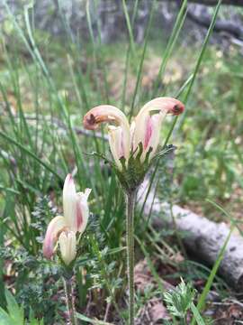 Imagem de Pedicularis capitata Adams.