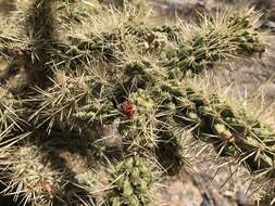 Image of Cylindropuntia alcahes (F. A. C. Weber) F. M. Knuth