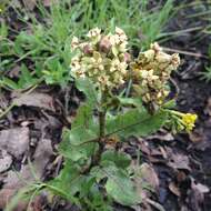 صورة Asclepias contrayerba Sessé & Moc.