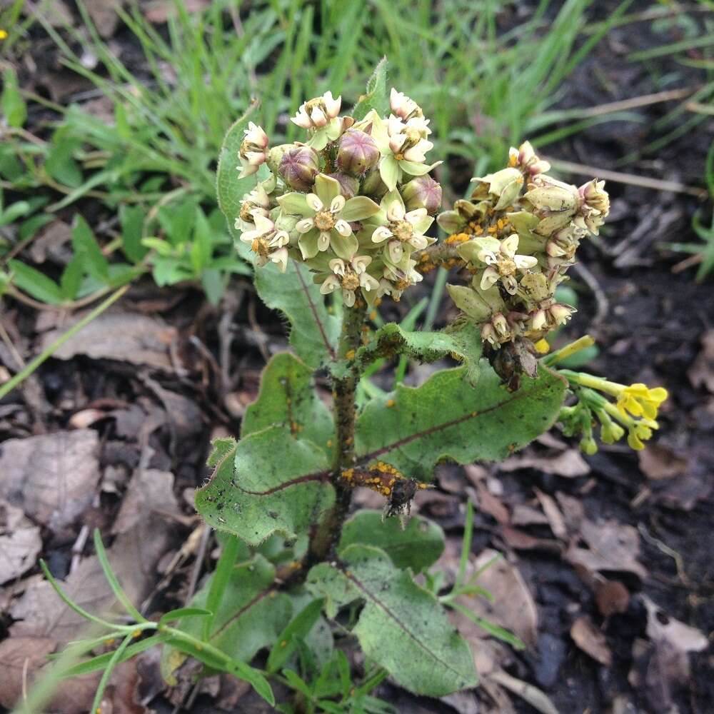 صورة Asclepias contrayerba Sessé & Moc.