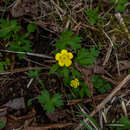 Imagem de Ranunculus occidentalis var. brevistylis Greene Greene