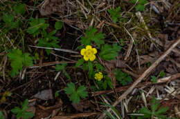 Imagem de Ranunculus occidentalis var. brevistylis Greene Greene