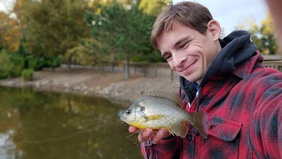 Image of Redear Sunfish