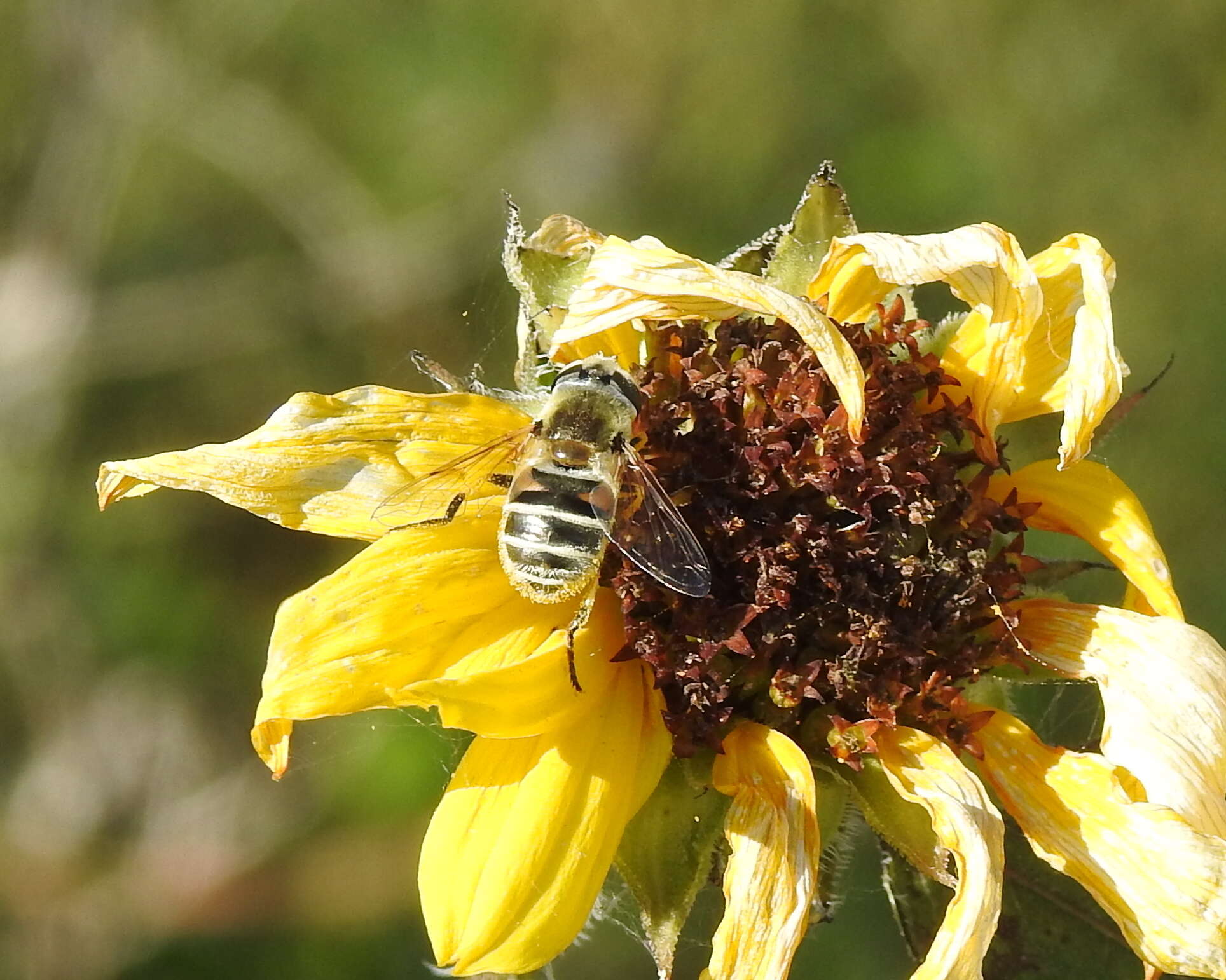 Image of Eristalis stipator Osten Sacken 1877