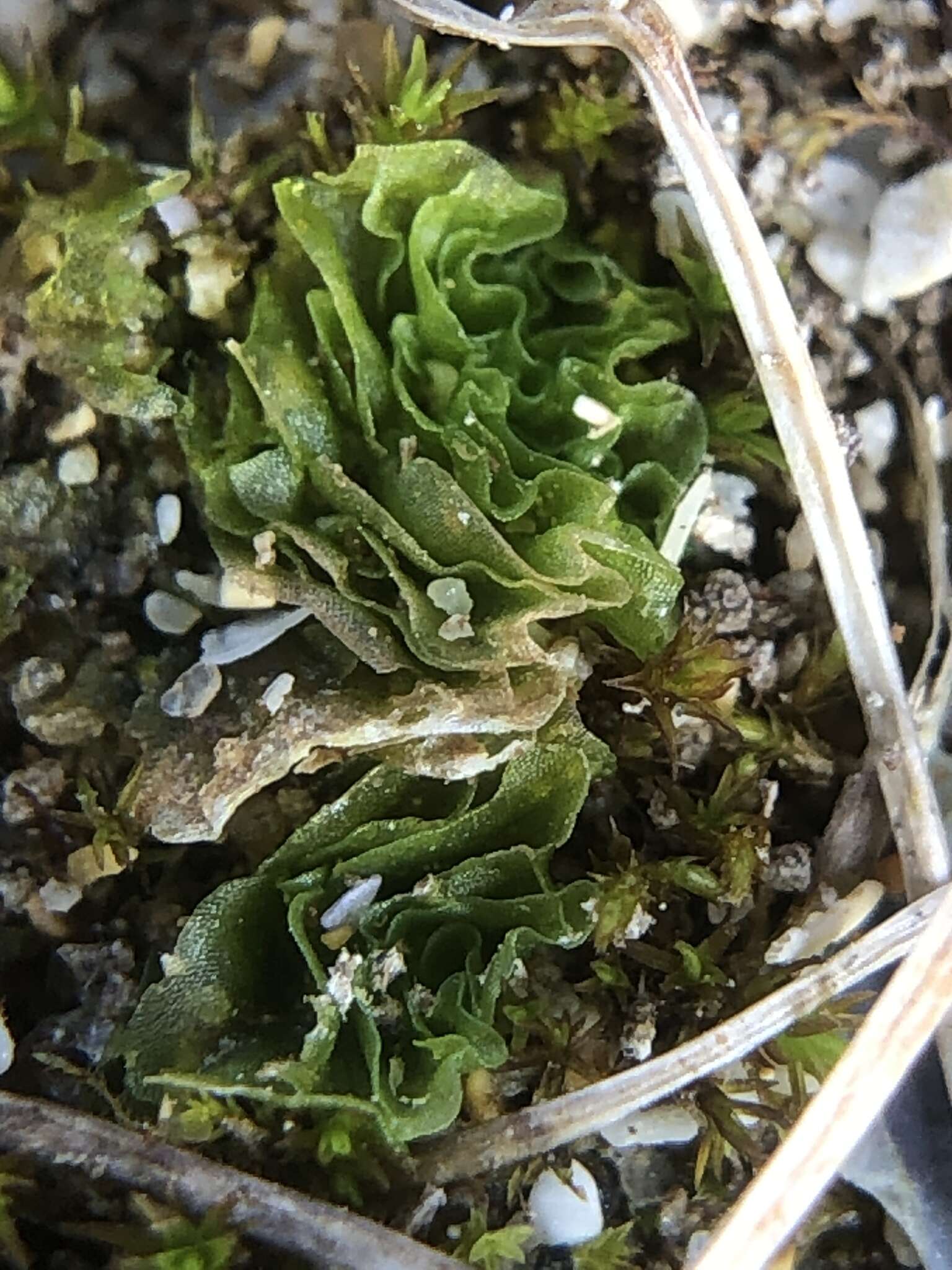 Image of Petalwort