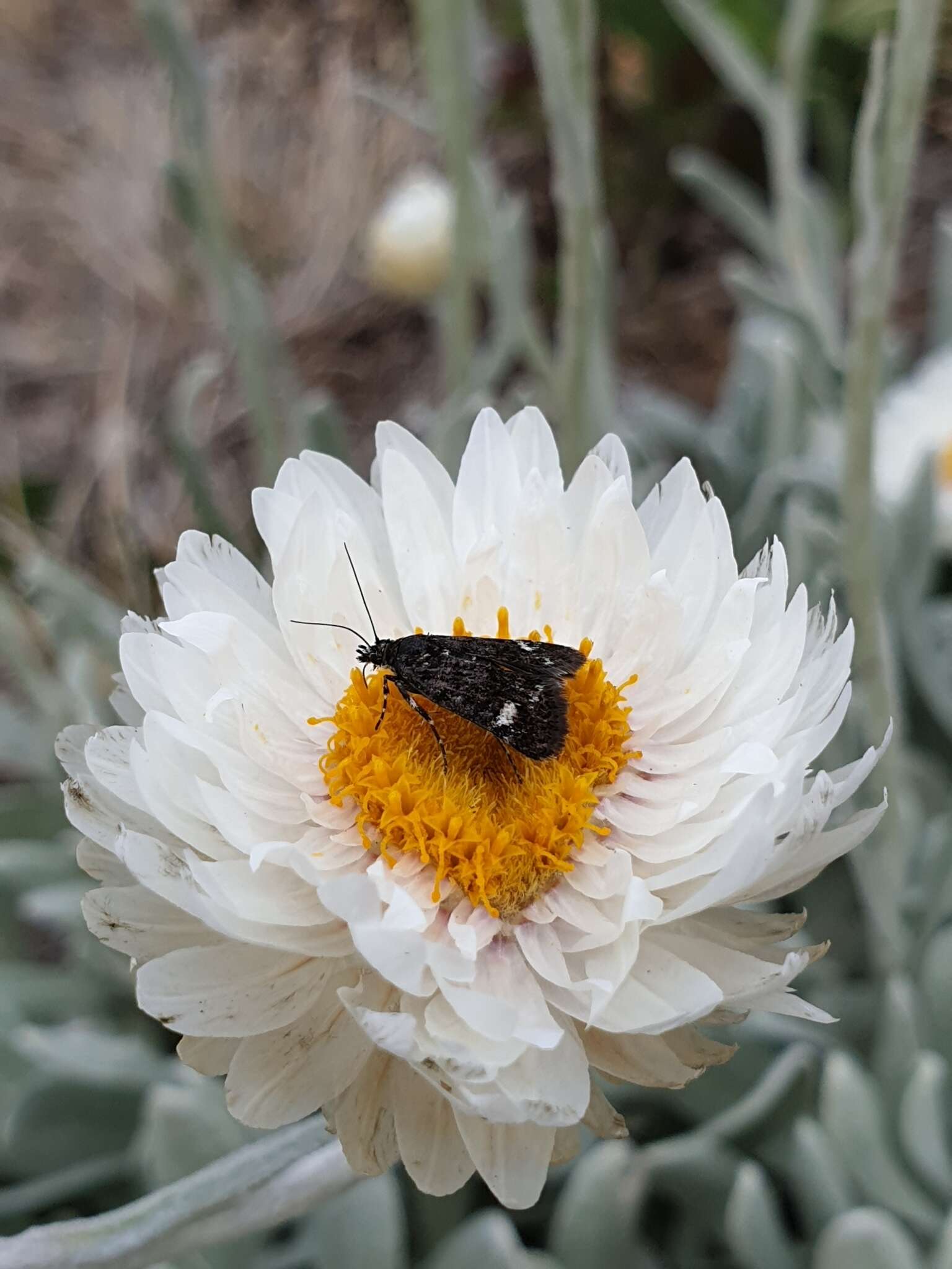 Image of Leucochrysum alpinum (F. Müll.) R. J. Dennis & N. G. Walsh