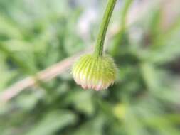 Image de Erigeron dryophyllus A. Gray