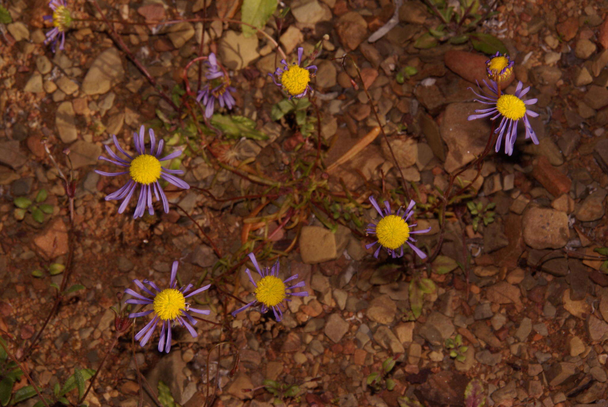 Image of <i>Felicia australis</i>