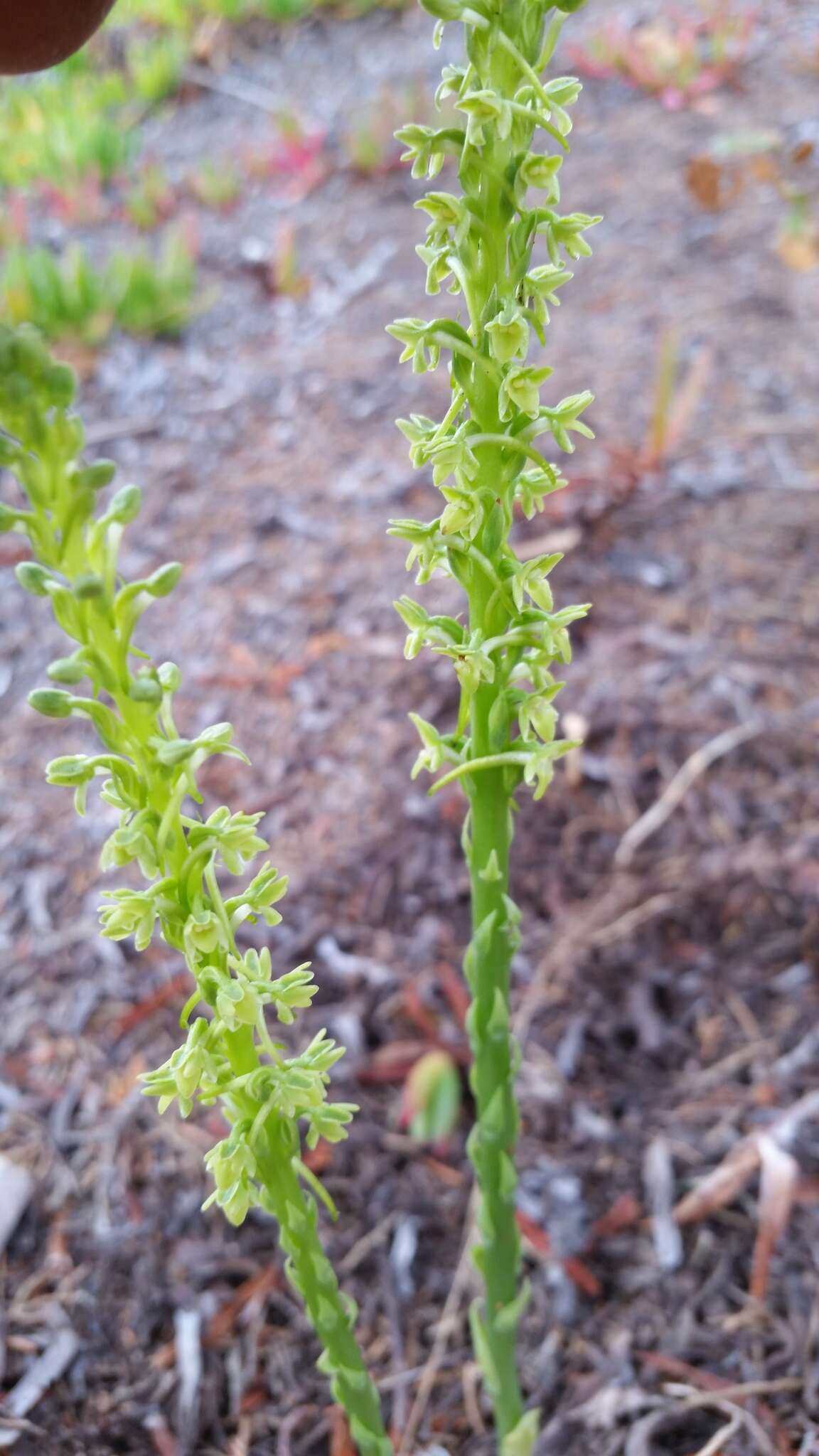 Image of Michael's rein orchid