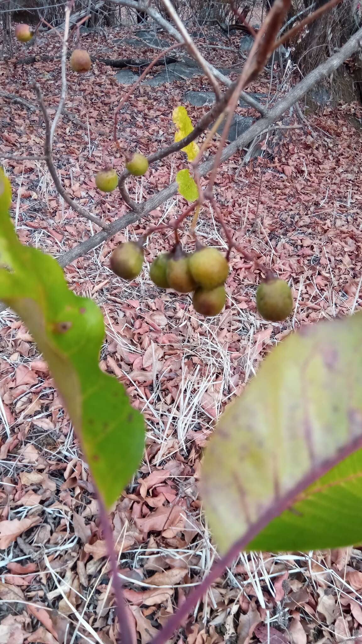 Sivun Vitex beraviensis Vatke kuva