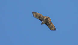 Image of Madagascan Buzzard