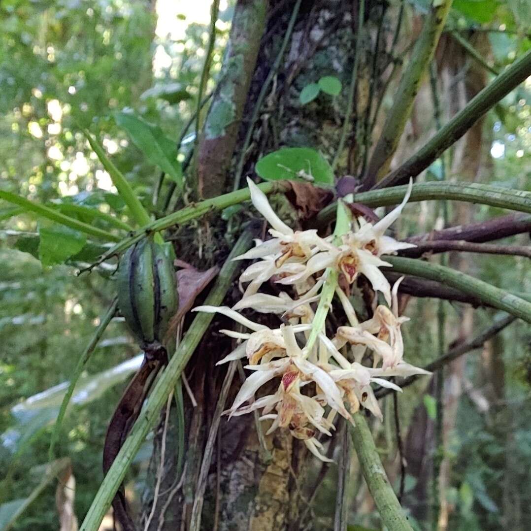 Sivun Xylobium elongatum (Lindl. & Paxton) Hemsl. kuva