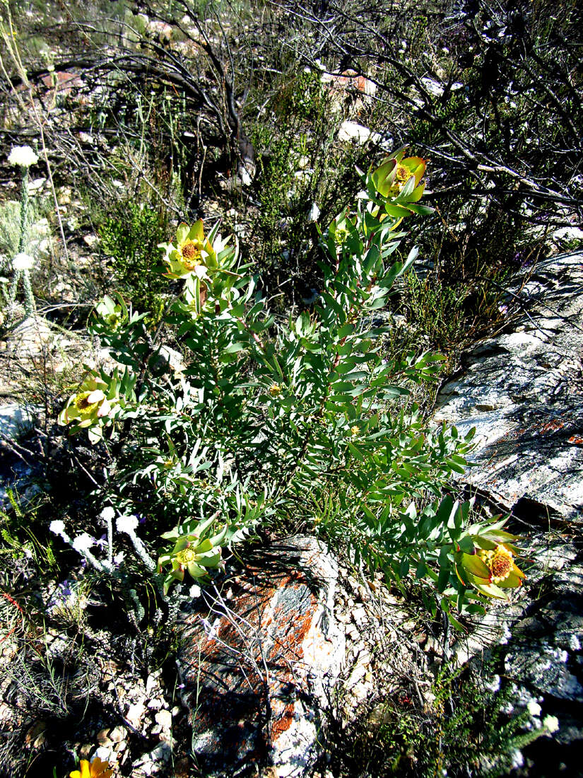 Image of Leucadendron pubibracteolatum I. J. M. Williams