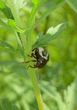 Image of Ragweed Leaf Beetle