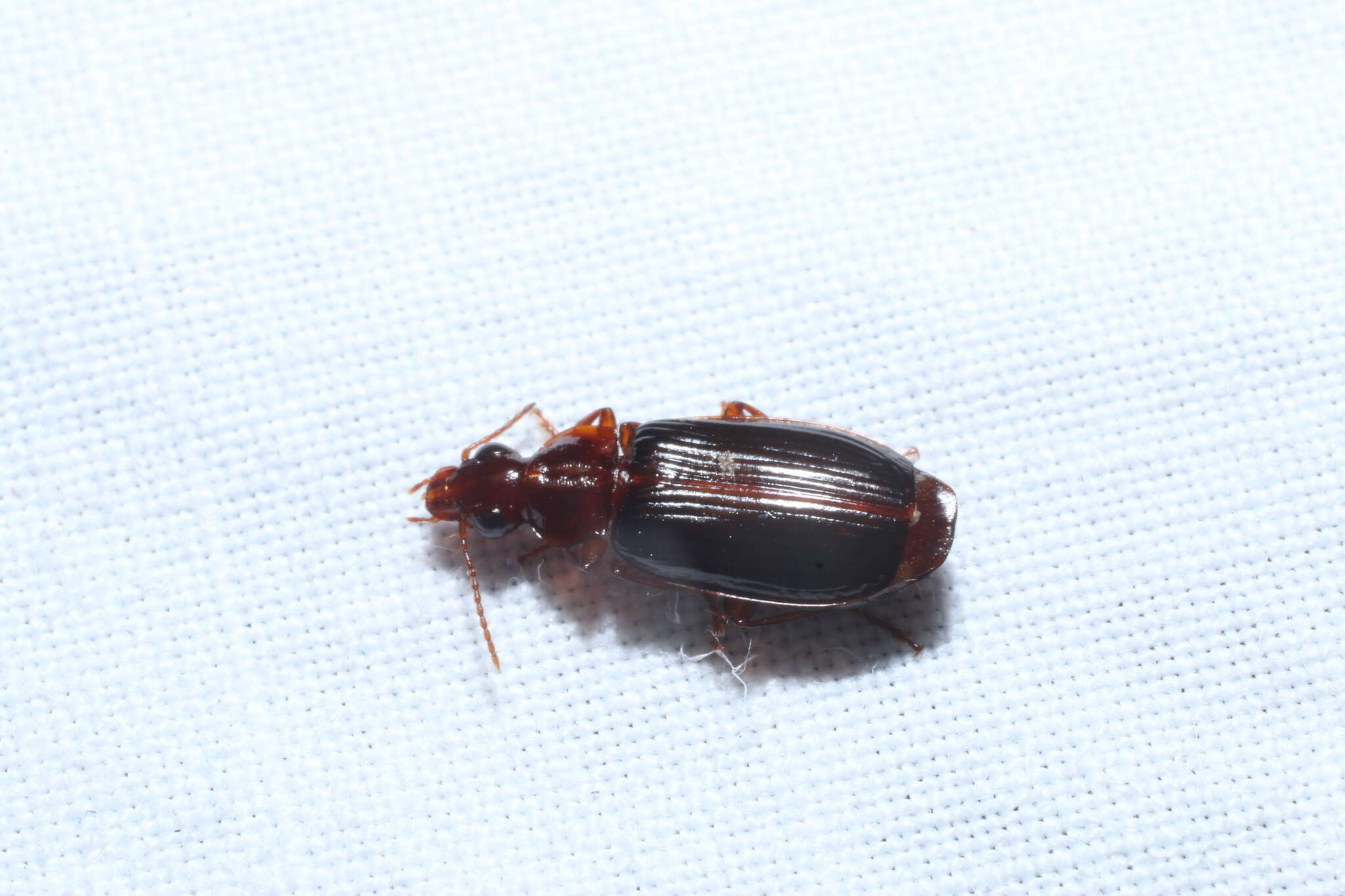 Image of Ground beetle