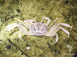 Image of Atlantic Ghost Crab