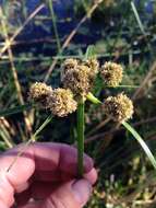 Слика од Cyperus blepharoleptos Steud.