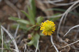 Imagem de Ranunculus alismifolius Geyer ex Benth.