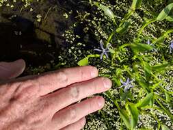 Heteranthera limosa (Sw.) Willd. resmi