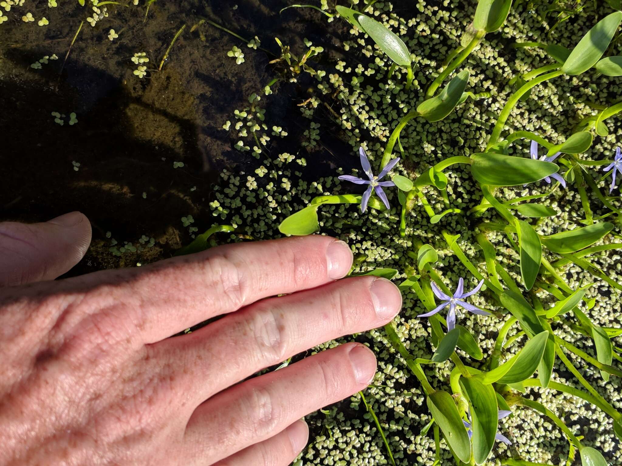 Heteranthera limosa (Sw.) Willd. resmi