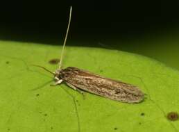 Image of Sugarcane borer