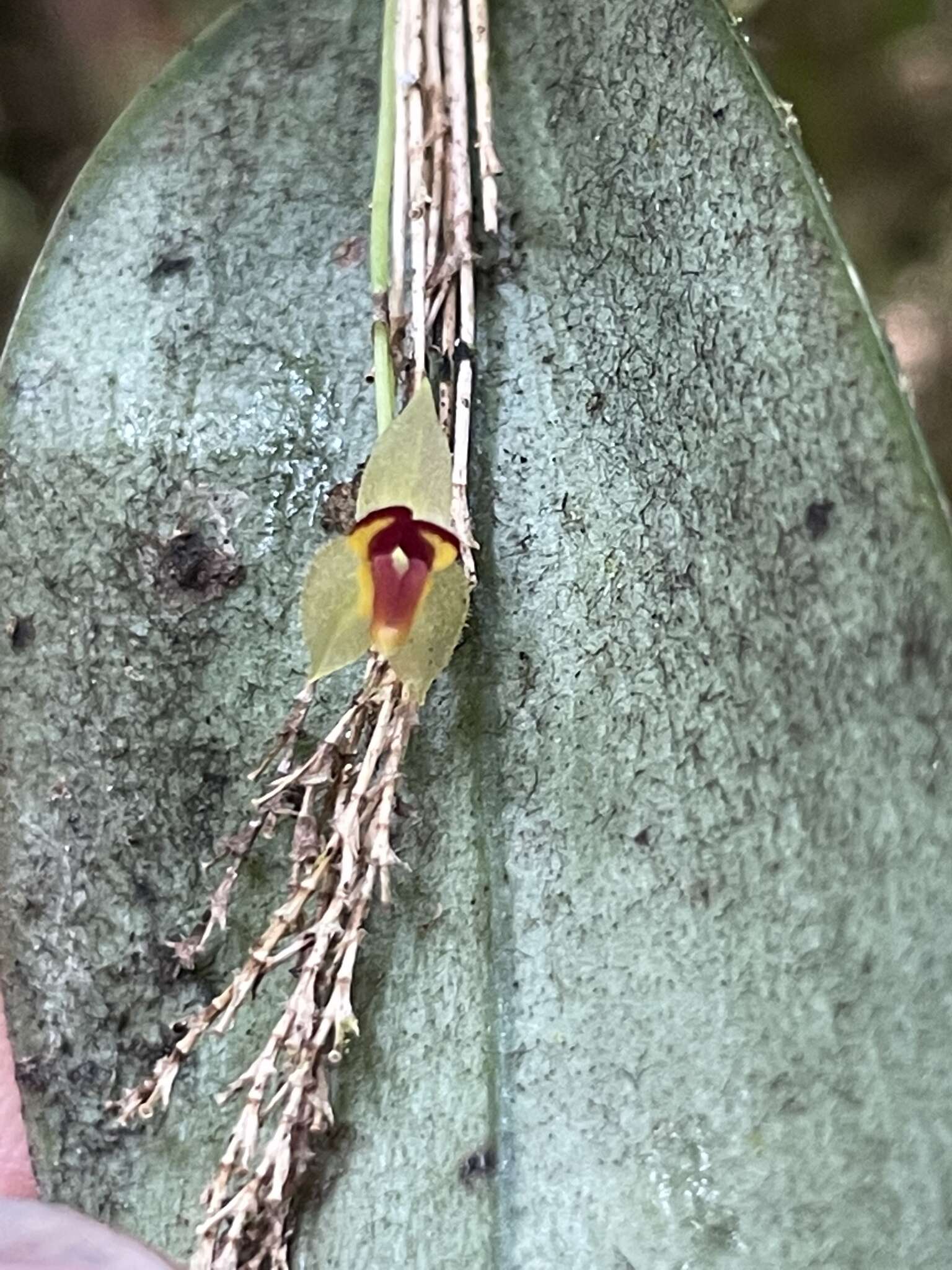 Image of Lepanthes rhynchion Luer