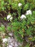 Image of evergreen candytuft