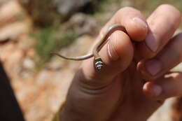 Image of Roth's Dwarf Snake