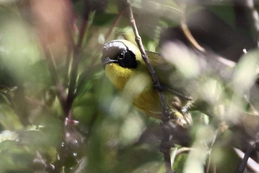 Image of Hooded Yellowthroat