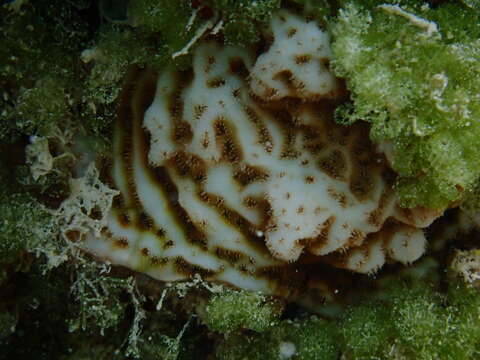 Image of fragile saucer coral