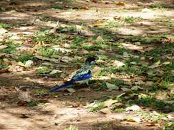 Image of Northern Rosella