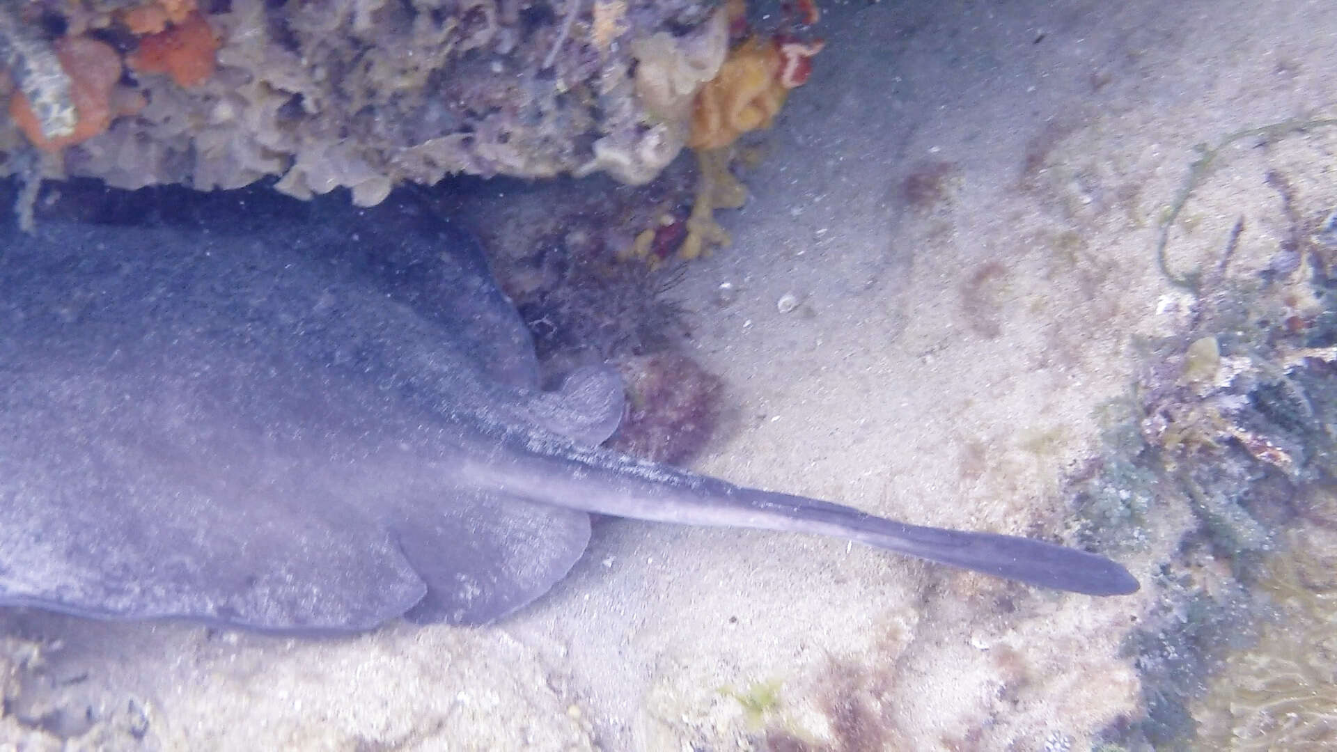 Image of Eastern Shovelnose Stingaree