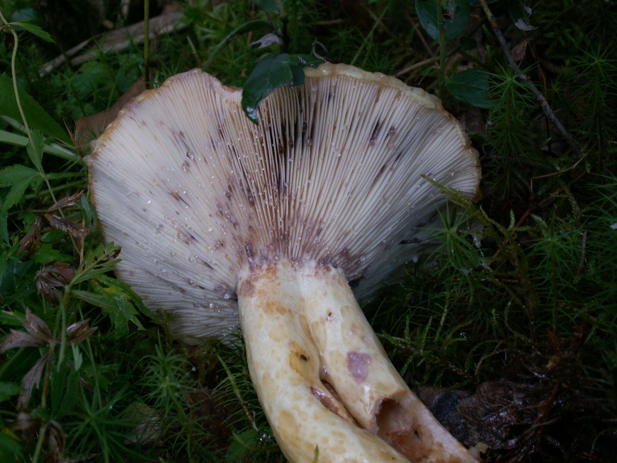 Image of Lactarius repraesentaneus Britzelm. 1885