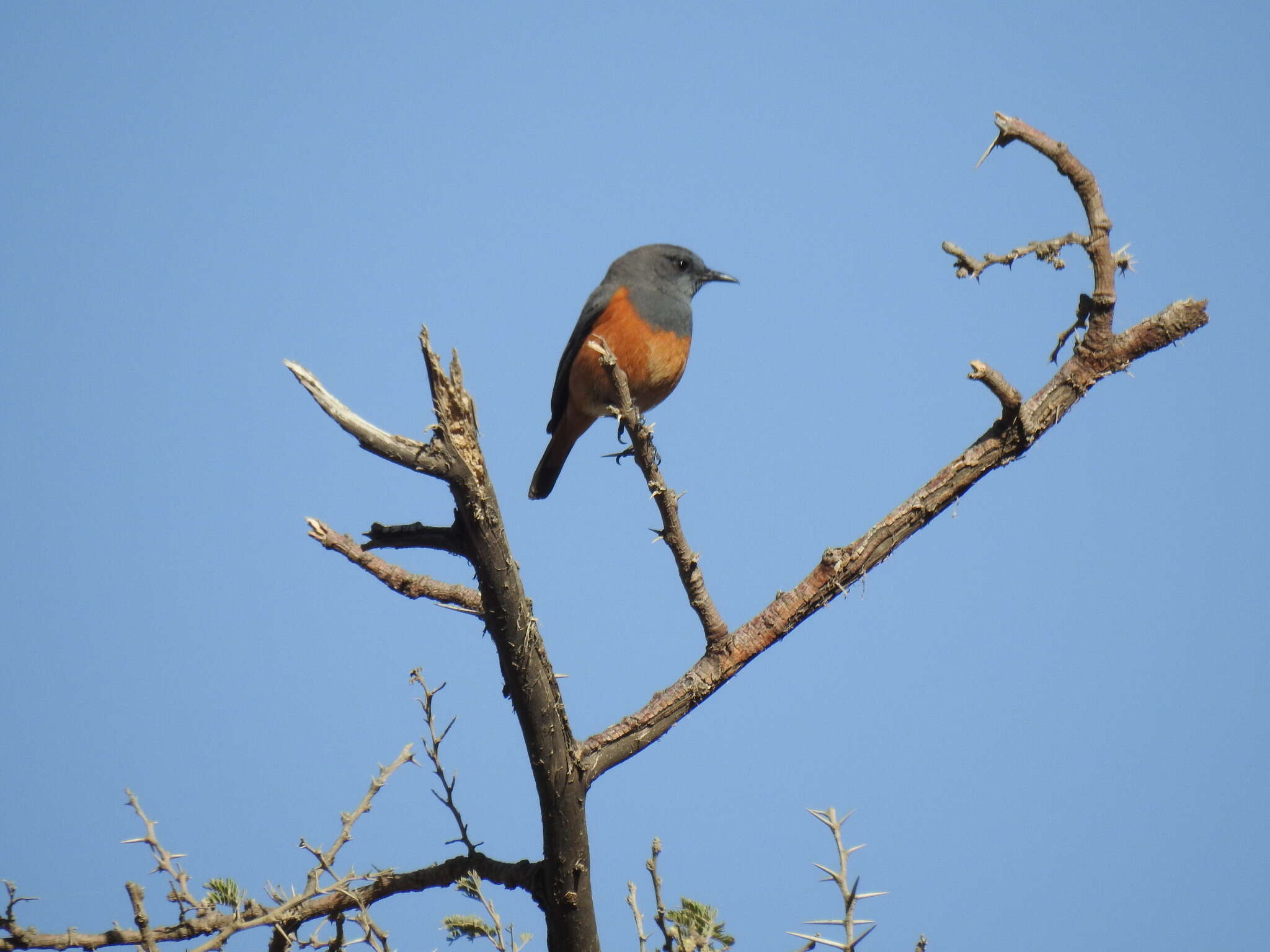 Plancia ëd Monticola rufocinereus (Rüppell 1837)