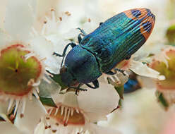 Castiarina ocelligera (Gory 1841) resmi