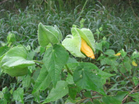 Image of whiteleaf Indian mallow