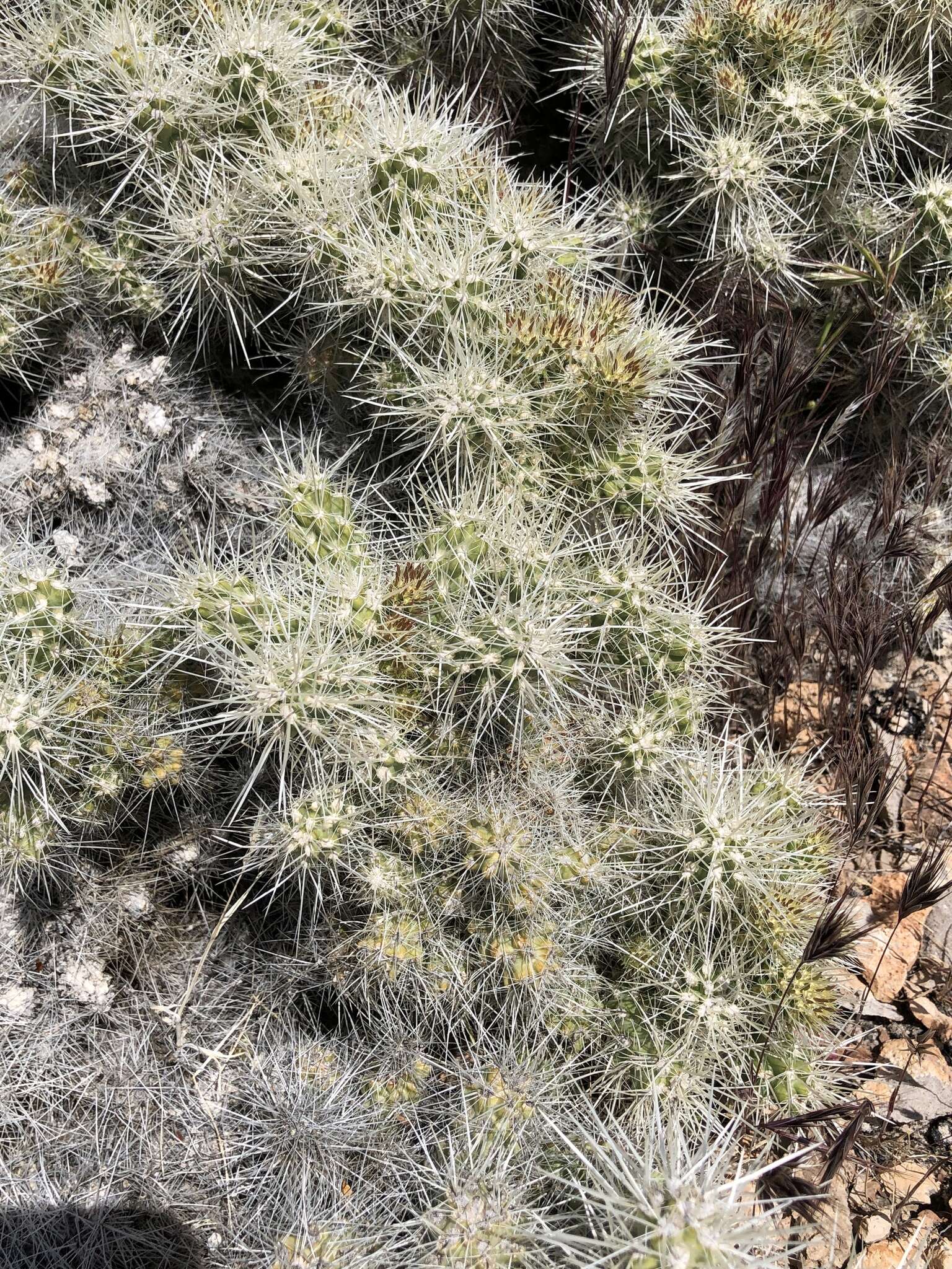 Слика од Cylindropuntia multigeniculata (Clokey) Backeb.