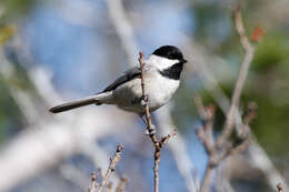 Image of Carolina Chickadee