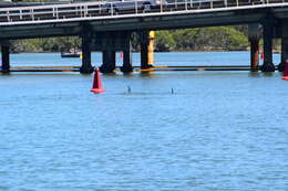 Image of Indian Ocean Bottlenose Dolphin