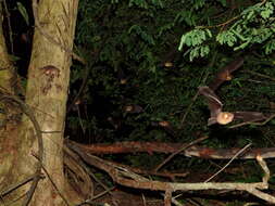 Image of Mexican Greater Funnel-eared Bat