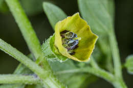 Image of Physalis ampla Waterf.