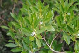 Myoporum insulare R. Br. resmi