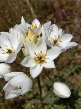 Image of Ornithogalum thyrsoides Jacq.