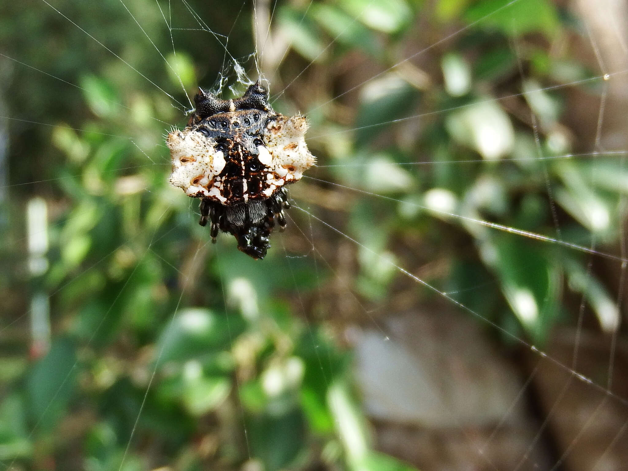 Image of Gasteracantha mediofusca (Doleschall 1859)