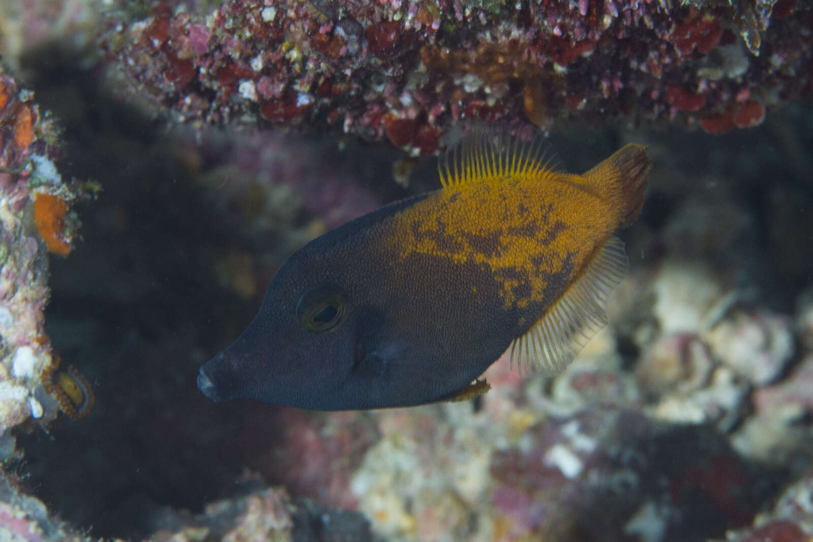 Image of Black-headed Leatherjacket