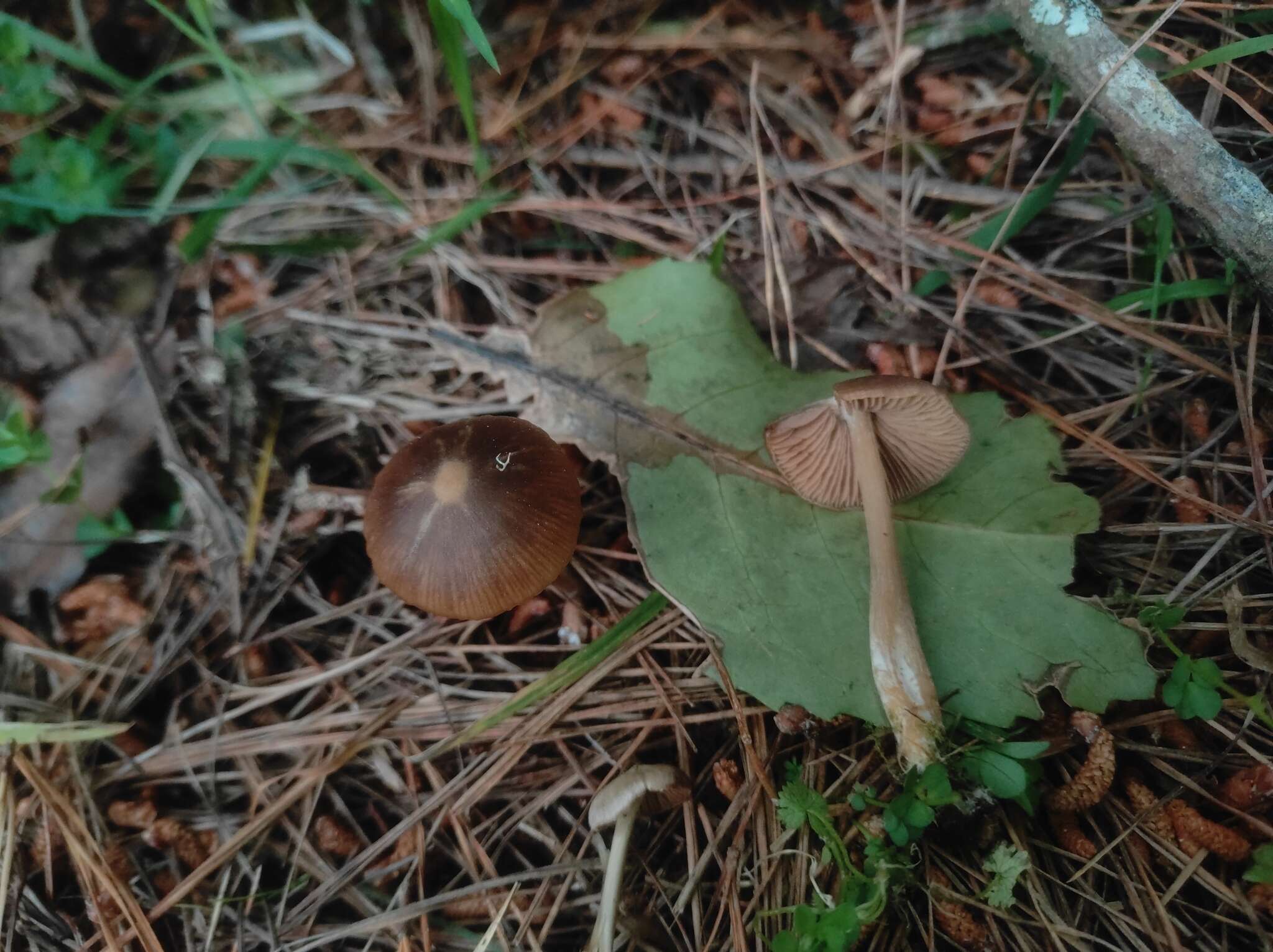 صورة Entoloma cuneatum (Bres.) M. M. Moser 1978